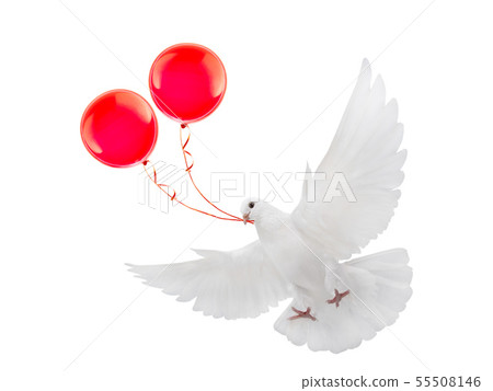 free flying white dove with red balloons free flying white dove with red balloons 55508146