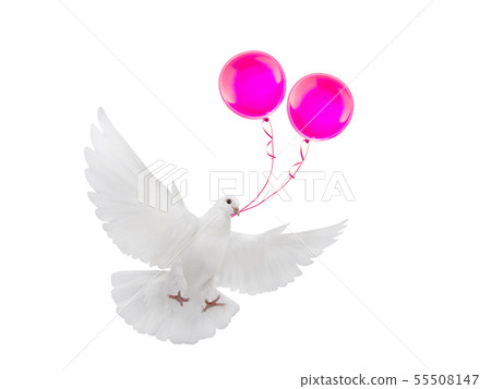 free flying white dove with  pink balloons 55508147