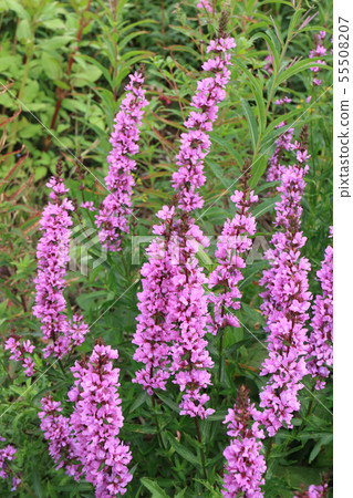 Lythrum salicaria wildflower Lythrum salicaria wildflower 55508207