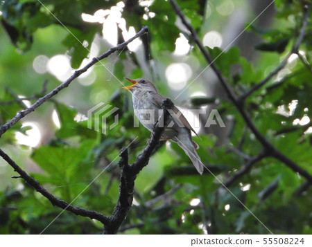 singing nightingale on a tree branch 55508224