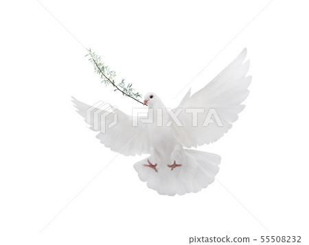 free flying white dove isolated free flying white dove isolated 55508232