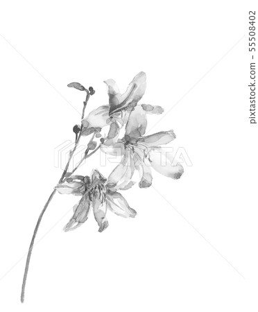 Yuusuge flower watercolor monotone ink style Yuusuge flower watercolor monotone ink style 55508402