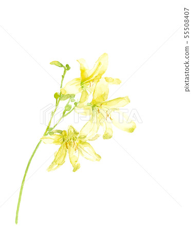 Yuusge花水彩 55508407