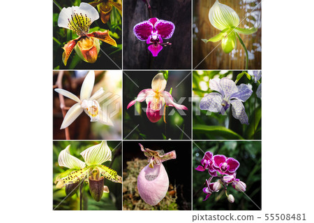 Collage from different Orchid Paphiopedilum flower 55508481
