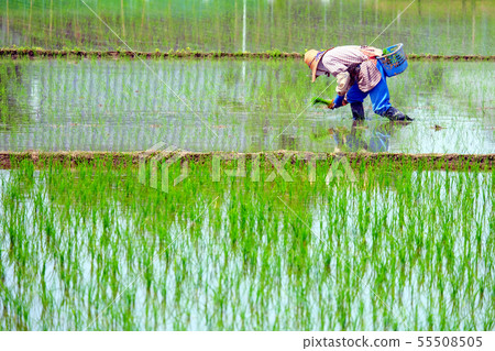 Rice planting 55508505