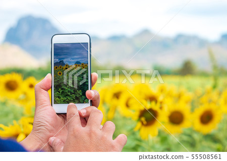 hand using phone taking photo beauty sunflower hand using phone taking photo beauty sunflower 55508561
