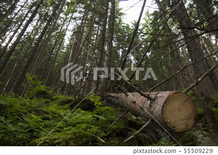 Dead trees in forest, Zakopane, Poland Dead trees in forest, Zakopane, Poland 55509229
