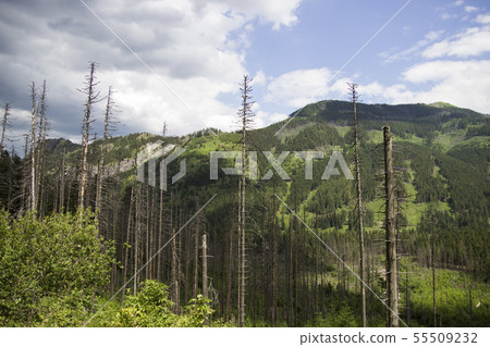 Dead trees in forest, Zakopane, Poland Dead trees in forest, Zakopane, Poland 55509232