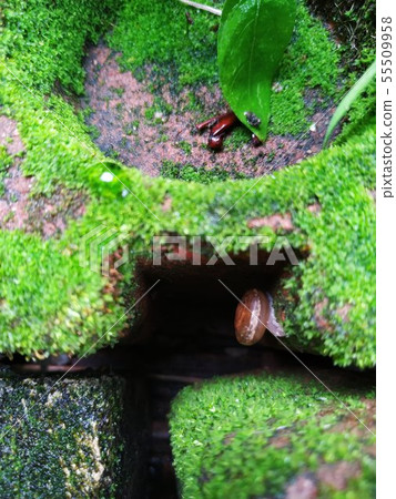 Garden snail /moss garden 55509958