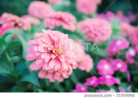 Zinnia flower with background. Zinnia flower with background. 55509998