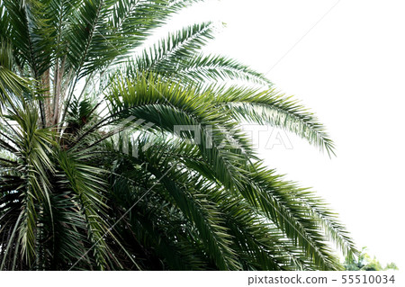 Palm leaves with the sky. Palm leaves with the sky. 55510034