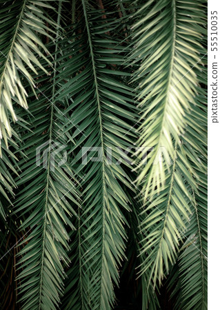 Palm leaves with texture background. Palm leaves with texture background. 55510035