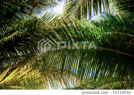 Palm leaves with background. Palm leaves with background. 55510036