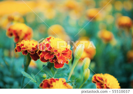 Marigold flower in garden. 55510037