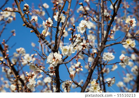 Flowers plum blossoming in spring. Flowers plum blossoming in spring. 55510213