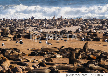 Great colony of Cape fur seals at Cape cross in Great colony of Cape fur seals at Cape cross in 55510376