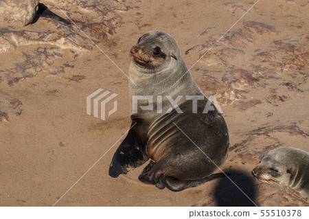 Great colony of Cape fur seals at Cape cross in Great colony of Cape fur seals at Cape cross in 55510378