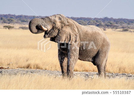 African Elephant, Loxodonta Africana in Etosha 55510387