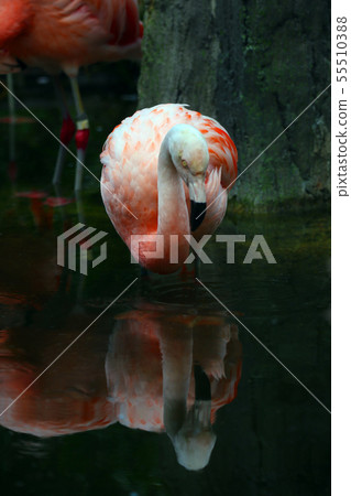火烈鳥 55510388