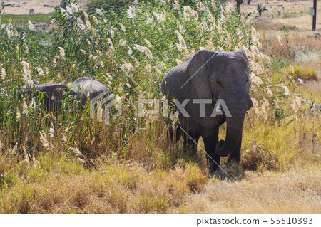 African Elephant, Loxodonta Africana in Etosha African Elephant, Loxodonta Africana in Etosha 55510393