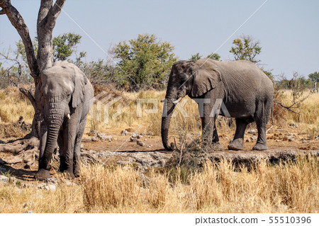 African Elephant, Loxodonta Africana in Etosha African Elephant, Loxodonta Africana in Etosha 55510396