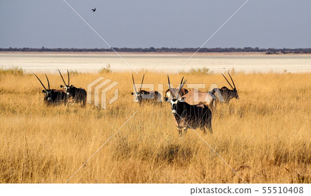 Oryx in the savannah of Etosha National Park in 55510408