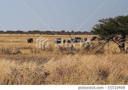 African Elephant, Loxodonta Africana in Etosha 55510409