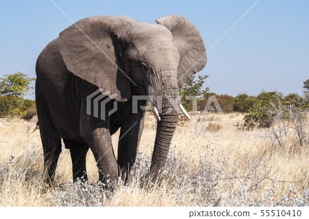 African Elephant, Loxodonta Africana in Etosha 55510410