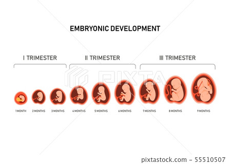 Pregnancy fetal foetus development . Embryonic month stage growth month by month cycle from 1 to 9 Pregnancy fetal foetus development . Embryonic month stage growth month by month cycle from 1 to 9 55510507