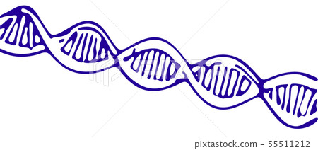 DNA spiral. Isolated on white. Vector sketch DNA spiral. Isolated on white. Vector sketch 55511212