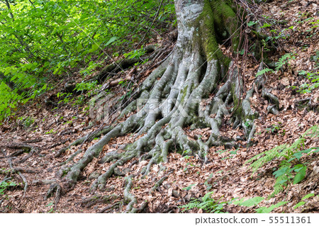 Roots of a large tree among the dry foliage Roots of a large tree among the dry foliage 55511361