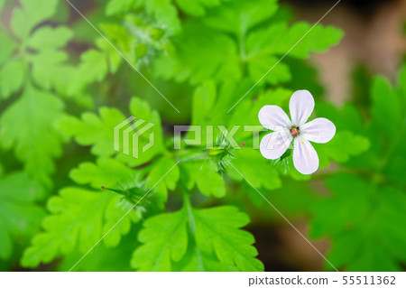 Beautiful white wild forest flower. Beautiful white wild forest flower. 55511362
