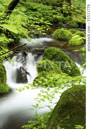 Nai Shunsui，100個最知名的選擇之一 55511776