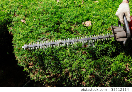 Cutting a hedge with hedge trimmer gardener is 55512114