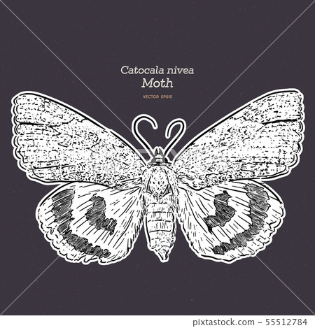 Catocala Moth is a generally Holarctic genus of 55512784