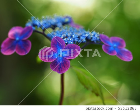 繡球 繡球 55512863