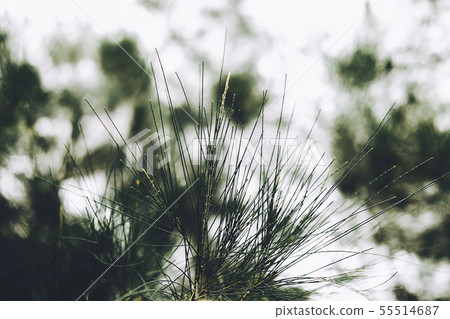Leaves of Australian pine, Beefwood, Sea oak 55514687