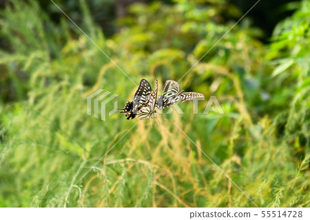 Swallowtail butterfly Swallowtail butterfly 55514728