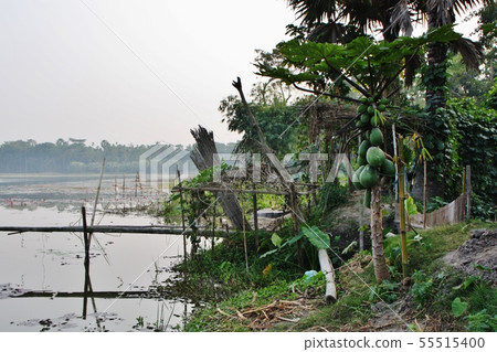 Bangladesh landscape 55515400