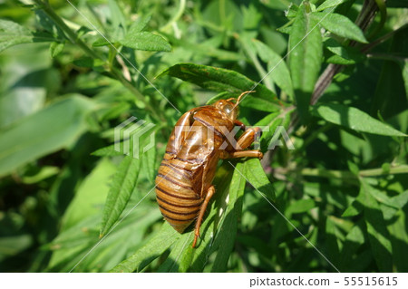 Empty Empty 55515615