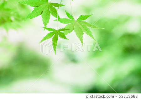 Fresh green of Momiji 55515668