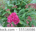 紅花	 55516086