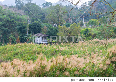 風景 Landscape 台灣 台湾 Taiwan 山上 55516145