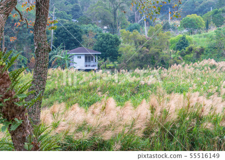 風景 Landscape 台灣 台湾 Taiwan 山上 55516149