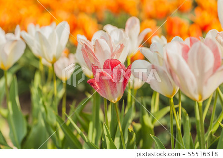 tulips field agriculture holland 55516318