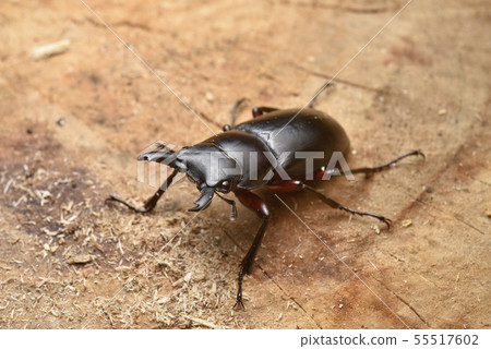 紅背的搖擺 55517602