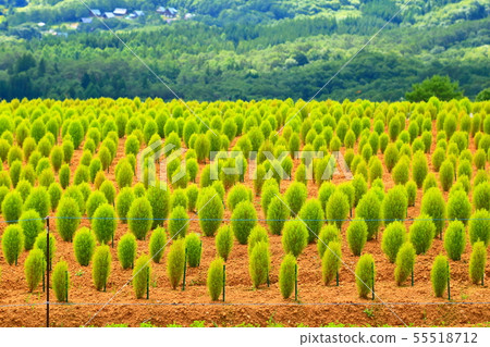 Hirugano plateau Hirugano picnic garden Hirugano plateau Hirugano picnic garden 55518712