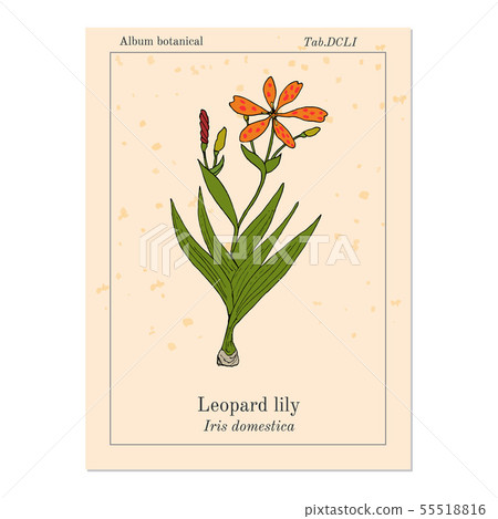 Leopard flower Iris domestica , or Blackberry lily, medicinal plant Leopard flower Iris domestica , or Blackberry lily, medicinal plant 55518816