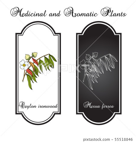 Sri Lankan ironwood Mesua ferrea 55518846