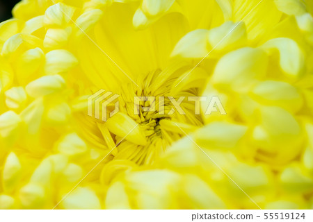 Flower flower chrysanthemum Chrysanthemum Shilin official residence Flower flower chrysanthemum Chrysanthemum Shilin official residence 55519124